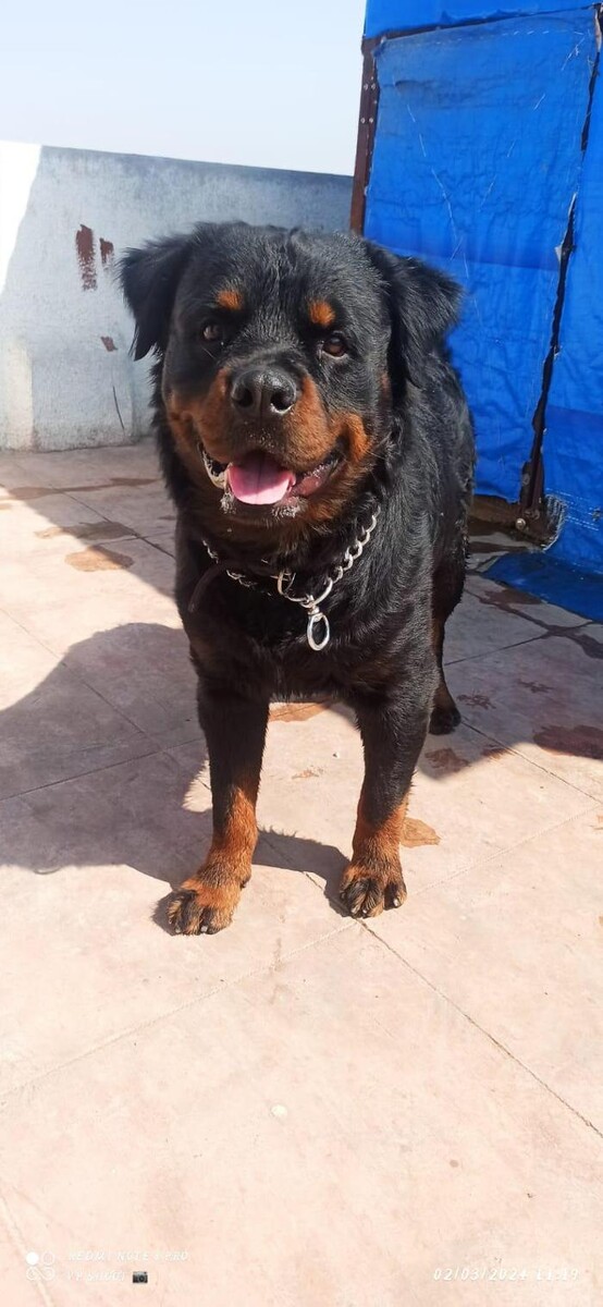 Images Premium Pet House