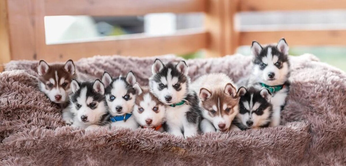 Images Premium Pet House