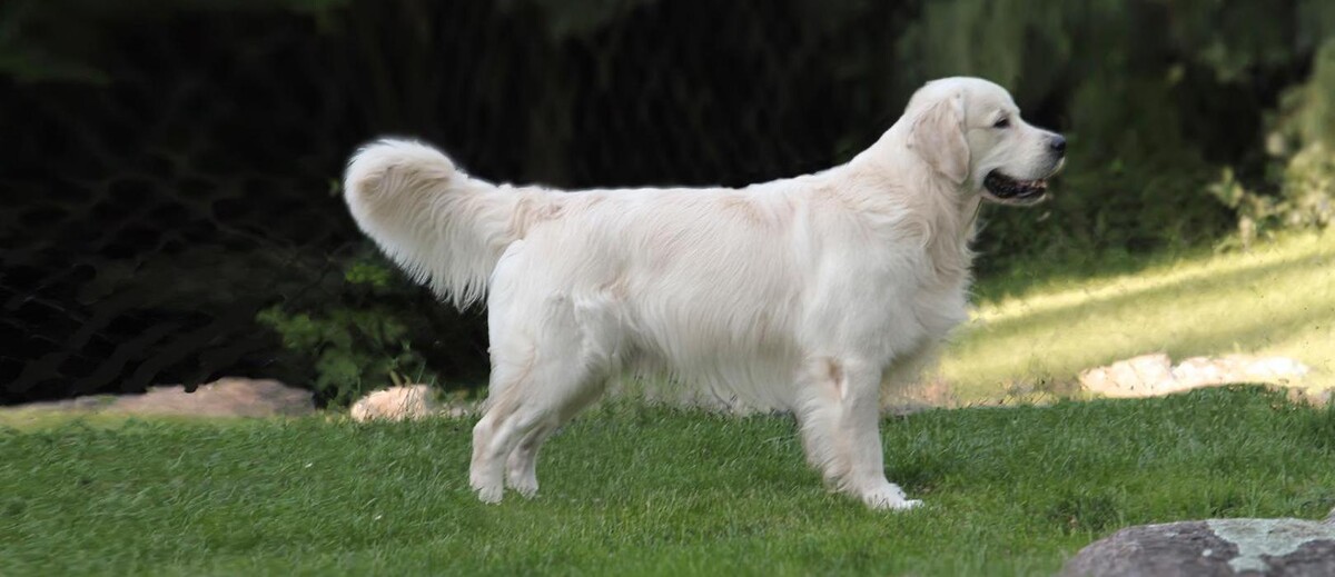 Images Premium Pet House