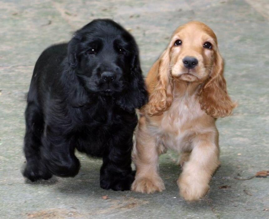 Images Premium Pet House