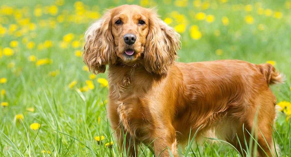 Images Premium Pet House
