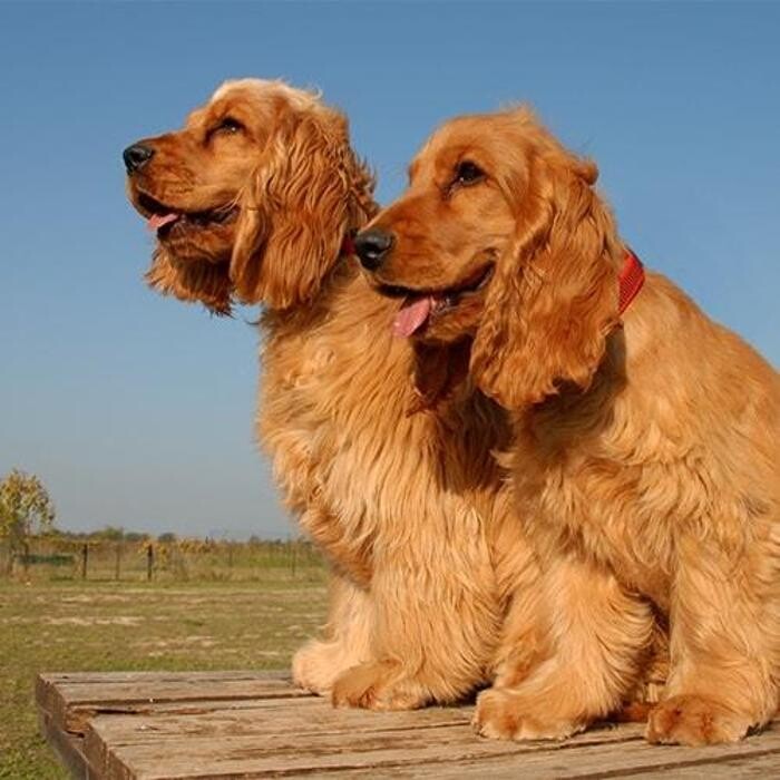 Images Premium Pet House