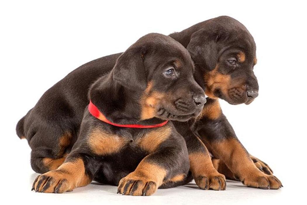 Images Premium Pet House