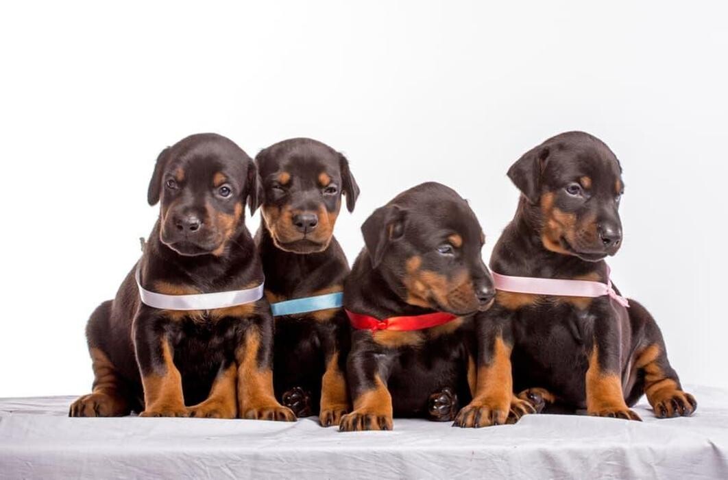 Images Premium Pet House