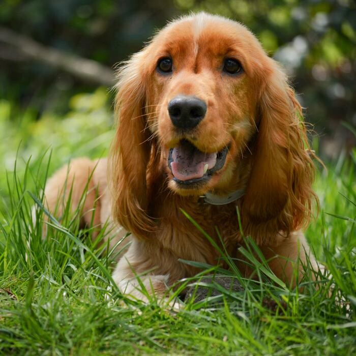 Images Premium Pet House