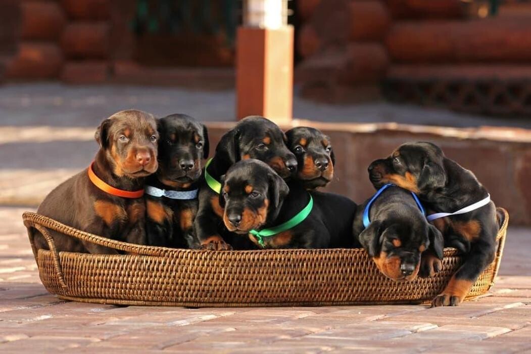 Images Premium Pet House