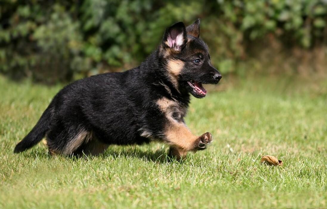 Images Premium Pet House
