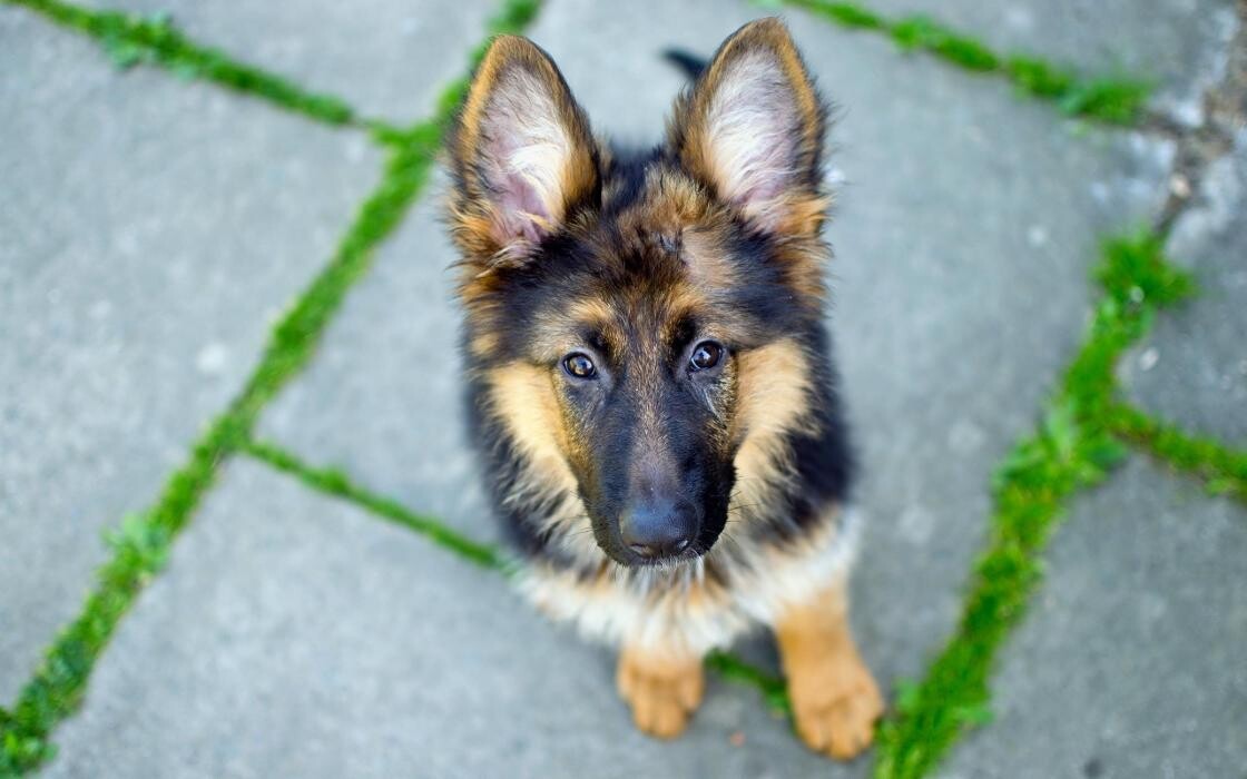 Images Premium Pet House