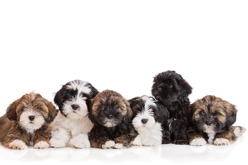 Images Premium Pet House