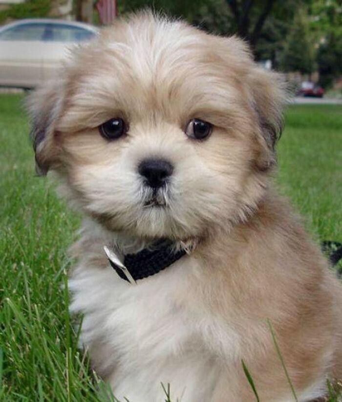 Images Premium Pet House