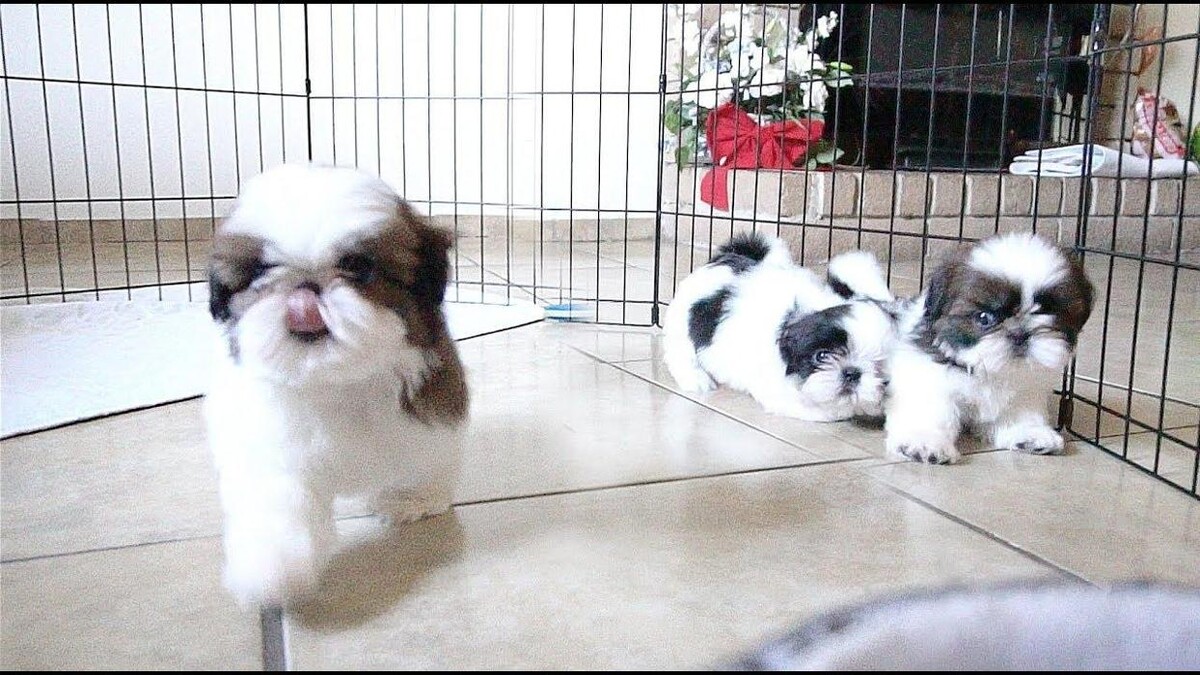 Images Premium Pet House