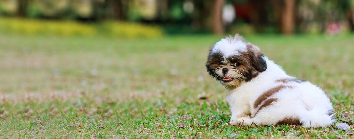 Images Premium Pet House