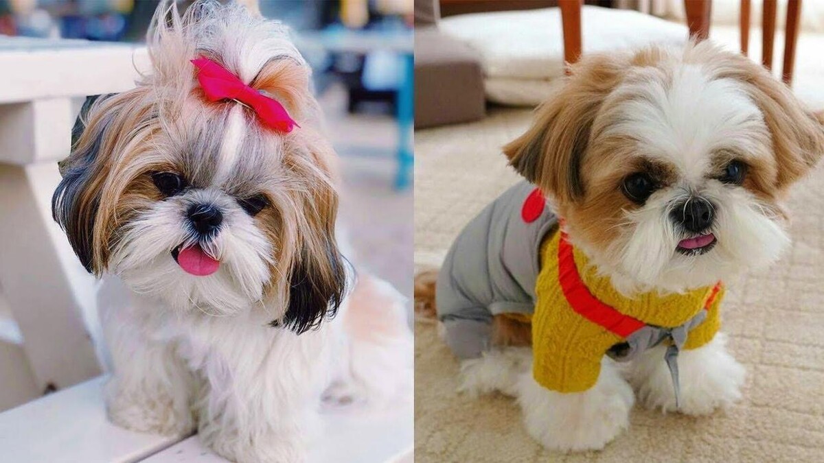 Images Premium Pet House