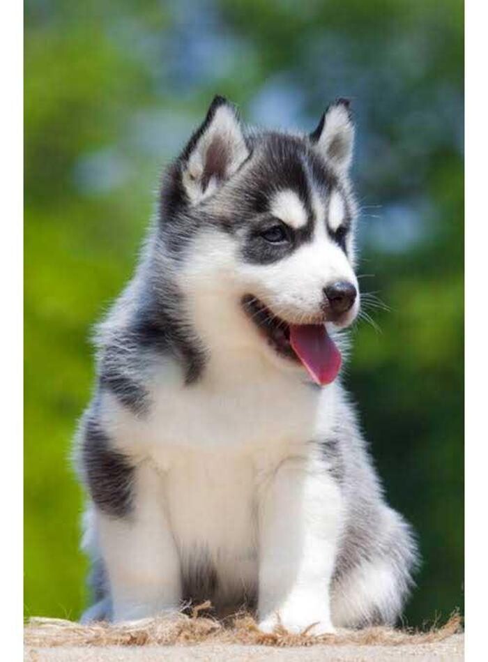 Images Premium Pet House