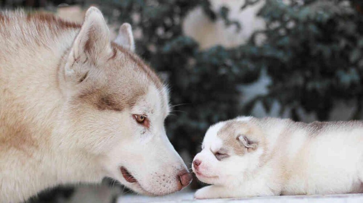 Images Premium Pet House