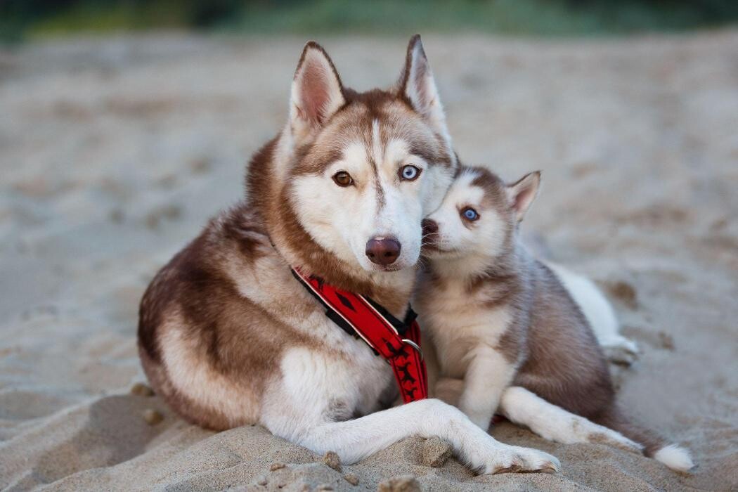 Images Premium Pet House