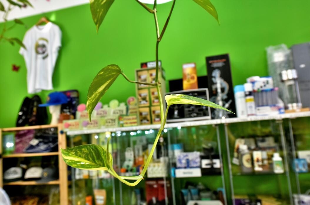 Images Green Zone Growshop Legnano