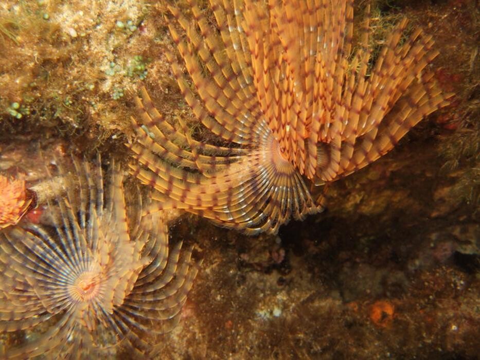 Images Domenico Rizzi