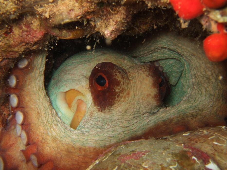 Images Domenico Rizzi