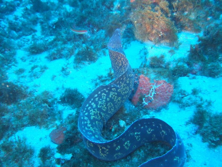 Images Domenico Rizzi