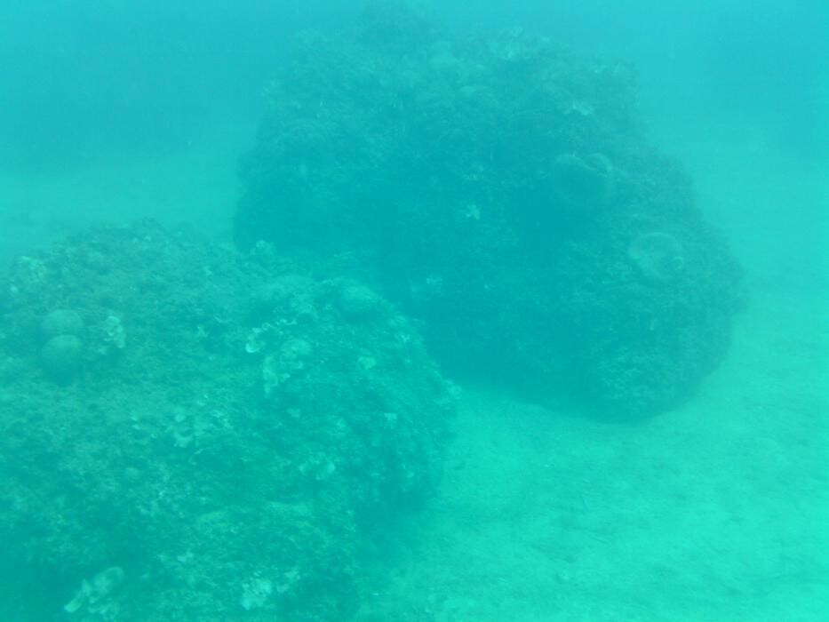 Images Domenico Rizzi