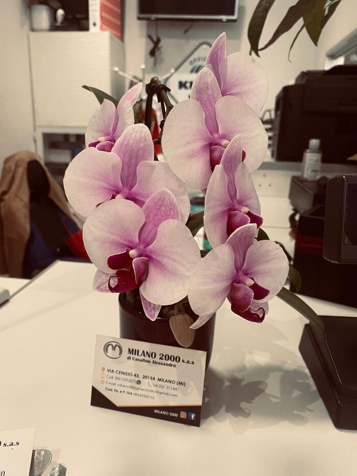 Images Euromaster Milano 2000