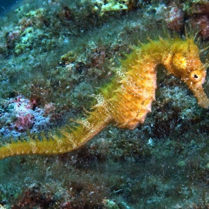 Images Scuba Diving School