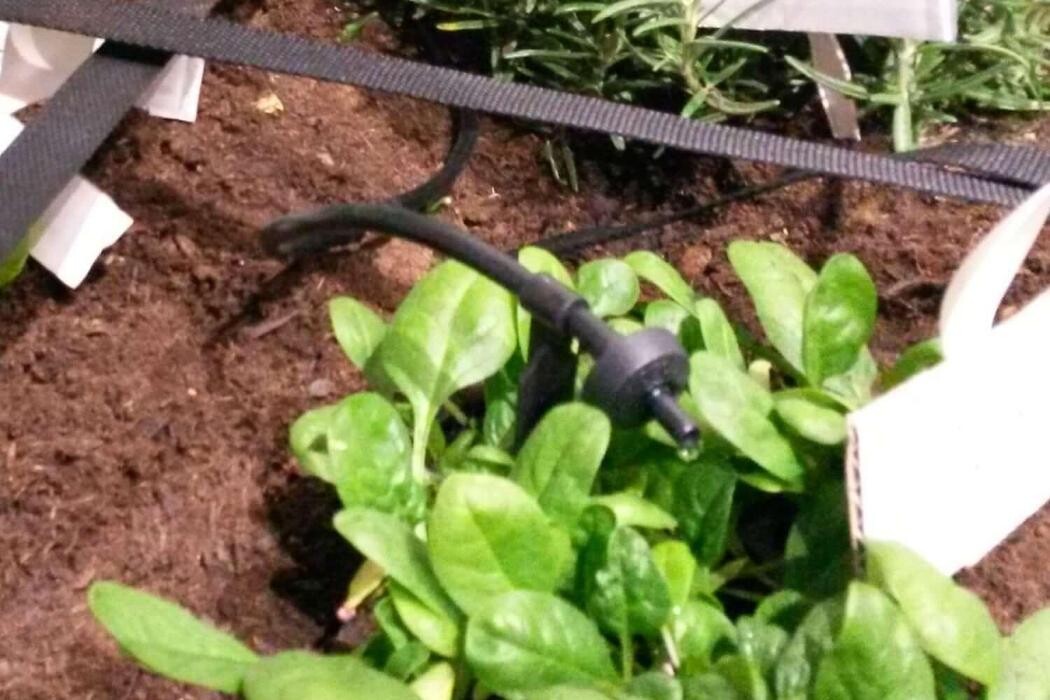 Images Garden Center Quadrifoglio - Vivaio e Servizi di Giardinaggio