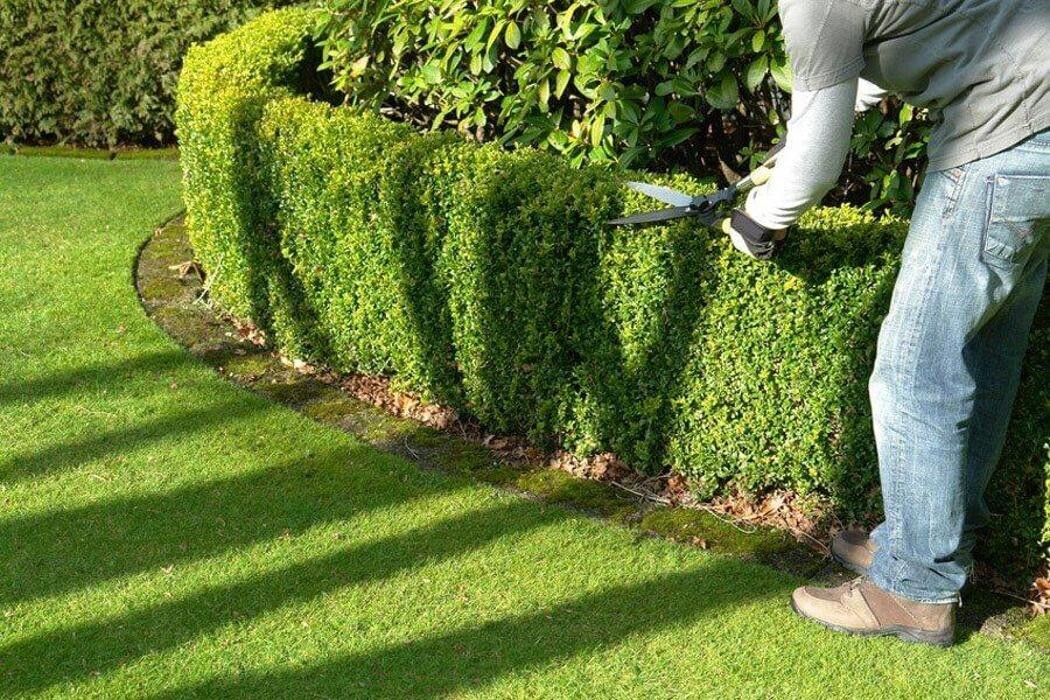 Images Garden Center Quadrifoglio - Vivaio e Servizi di Giardinaggio