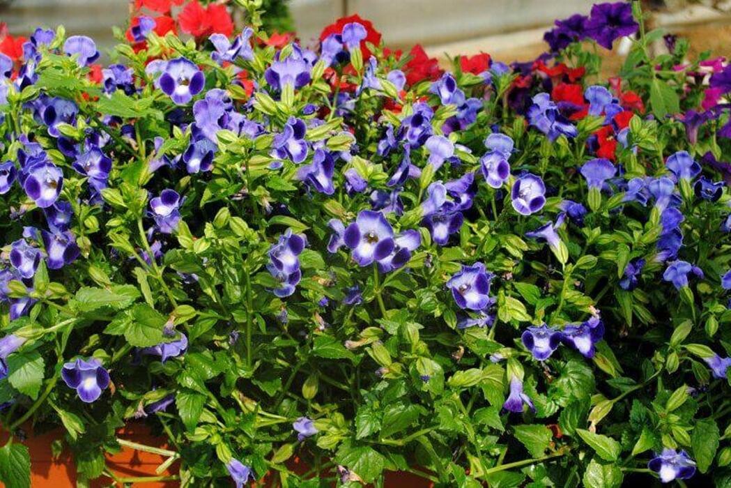 Images Garden Center Quadrifoglio - Vivaio e Servizi di Giardinaggio