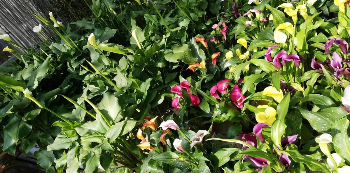 Images Garden Center Quadrifoglio - Vivaio e Servizi di Giardinaggio
