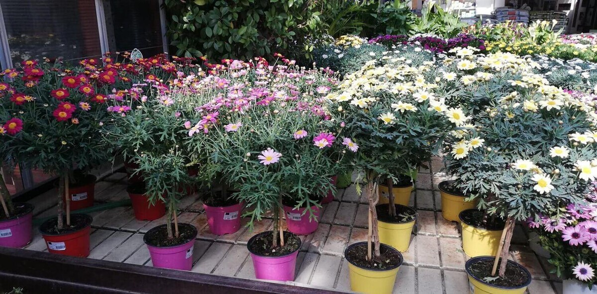 Images Garden Center Quadrifoglio - Vivaio e Servizi di Giardinaggio