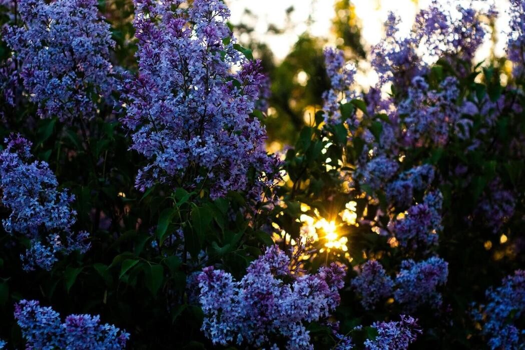 Images Garden Center Quadrifoglio - Vivaio e Servizi di Giardinaggio