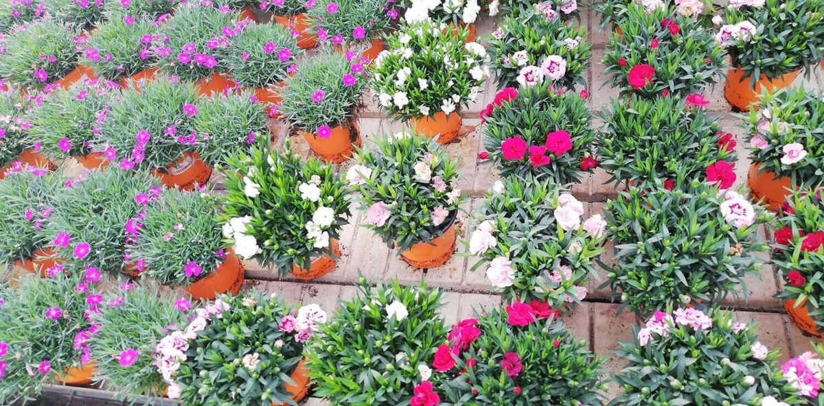 Images Garden Center Quadrifoglio - Vivaio e Servizi di Giardinaggio