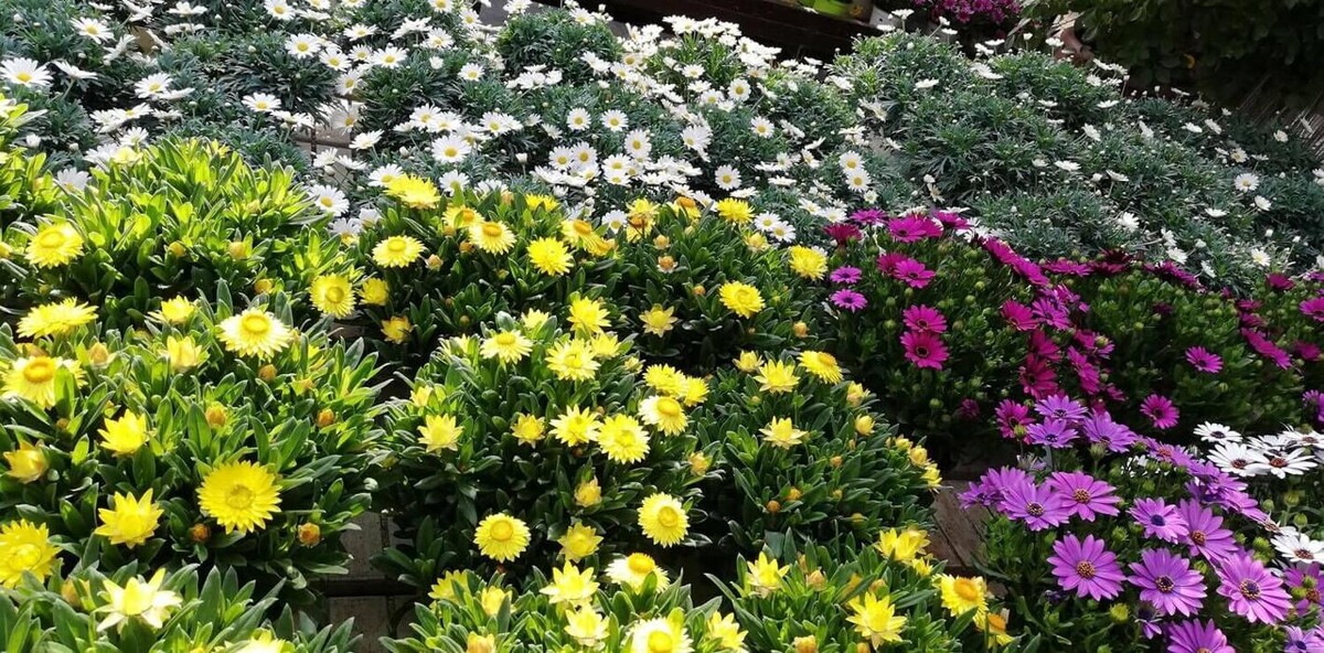 Images Garden Center Quadrifoglio - Vivaio e Servizi di Giardinaggio