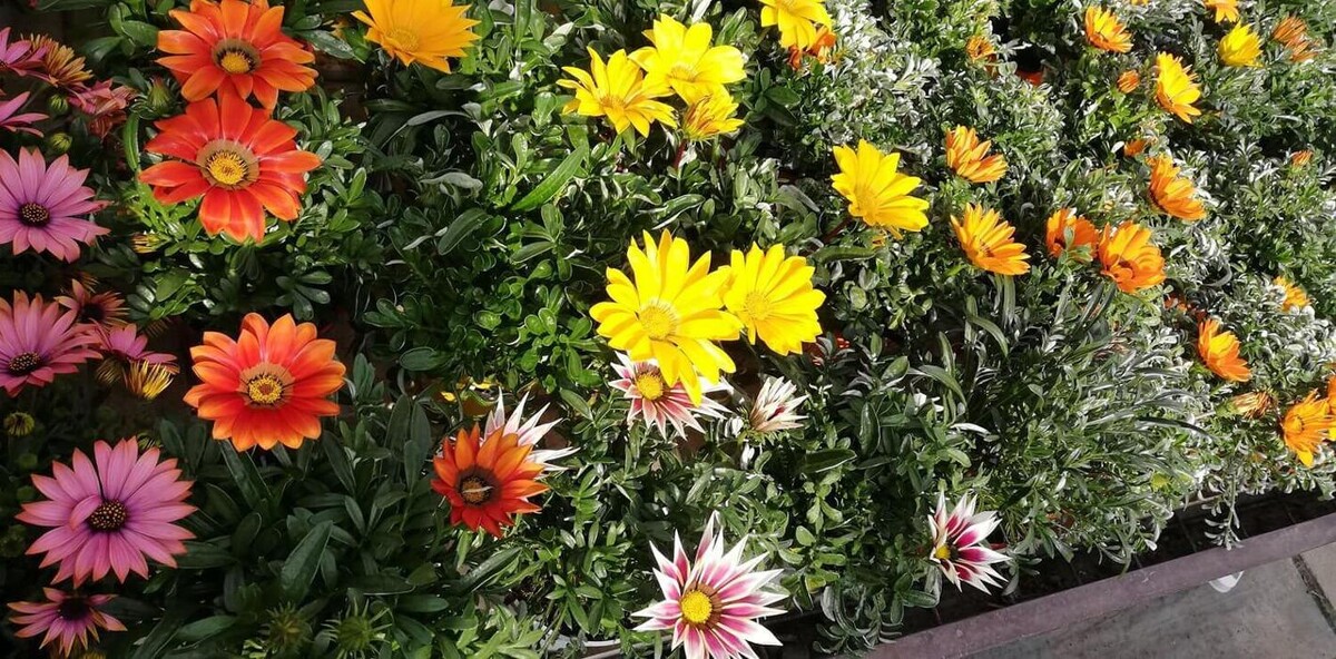 Images Garden Center Quadrifoglio - Vivaio e Servizi di Giardinaggio