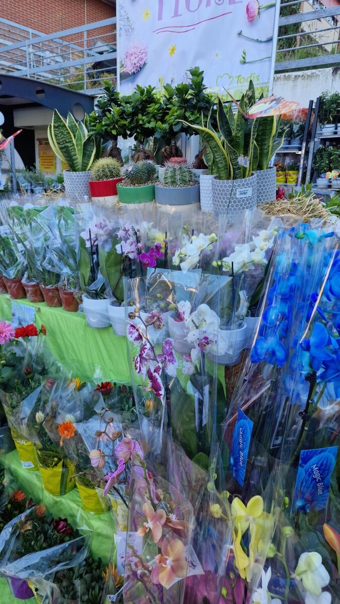 Images Todis - Supermercato (Roma- Via Emilio Teza)