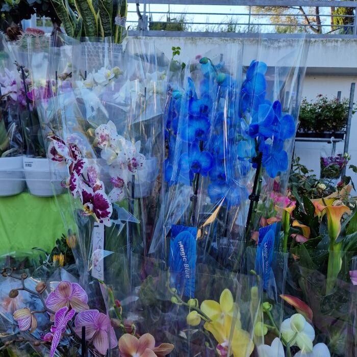 Images Todis - Supermercato (Roma- Via Emilio Teza)