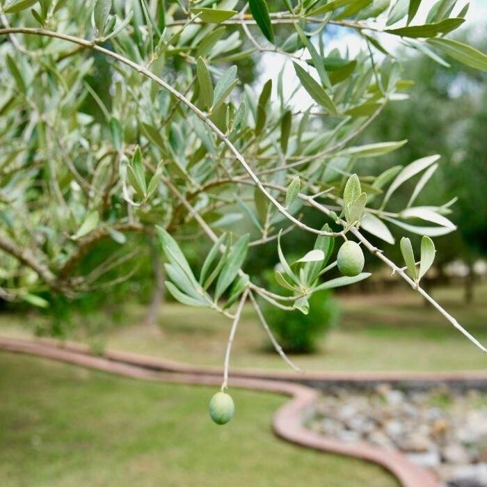 Images Residence Trivento - residence e villaggio a Palinuro per famiglie