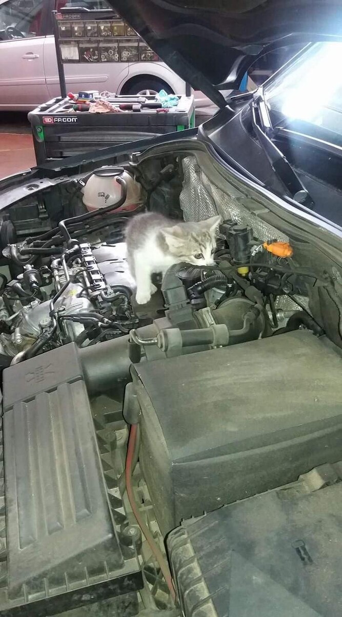 Images Autofficina M.V.F. di Magliano e Falchi snc Bosch & Castrol Service