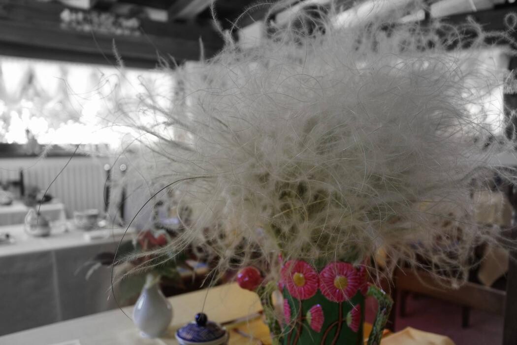 Images BB LA NIGRITELLA