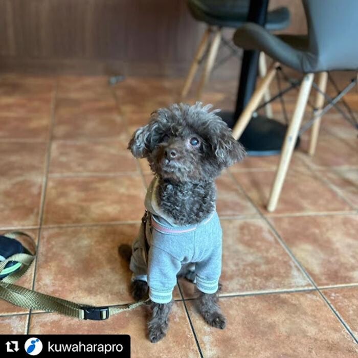 Images Grill&Hamburger MonsterSUN