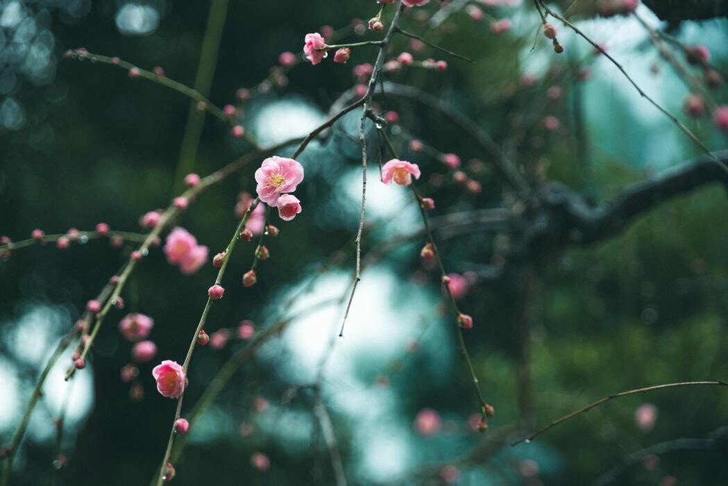 Images 高宮庭園茶寮