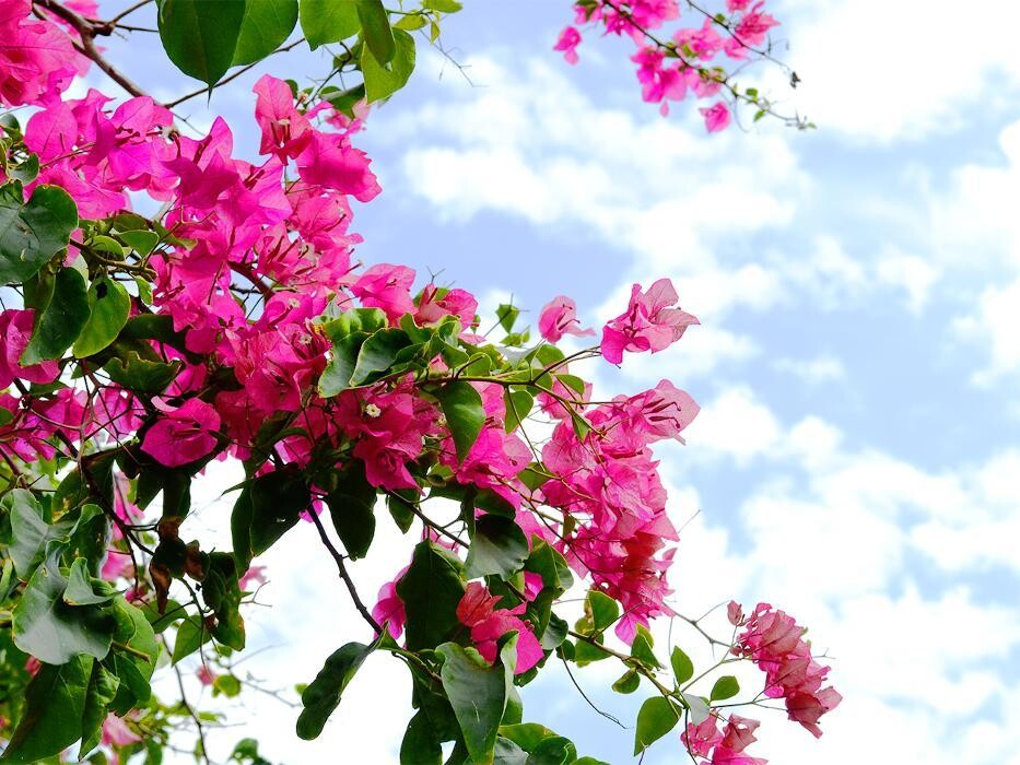 Images フサキビーチリゾート ホテル＆ヴィラズ