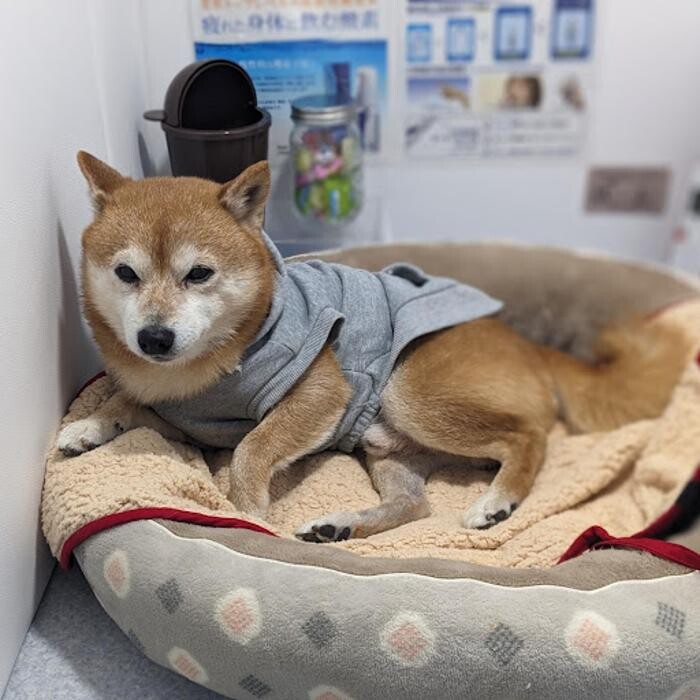 Images gorillaz O2 Box