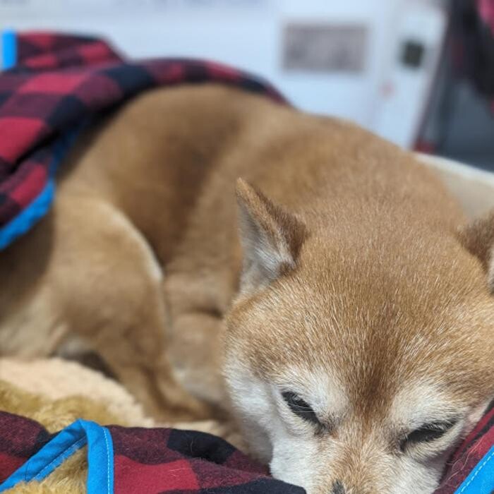 Images gorillaz O2 Box