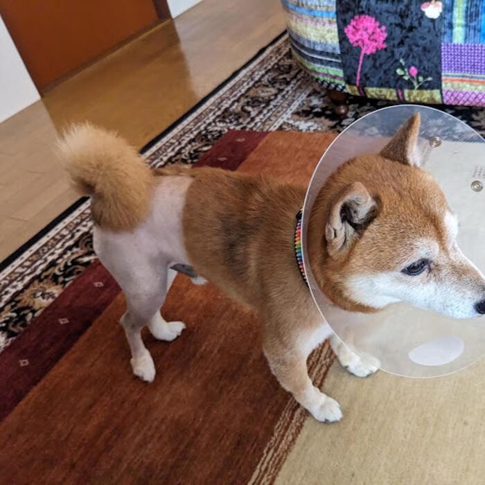 Images gorillaz O2 Box