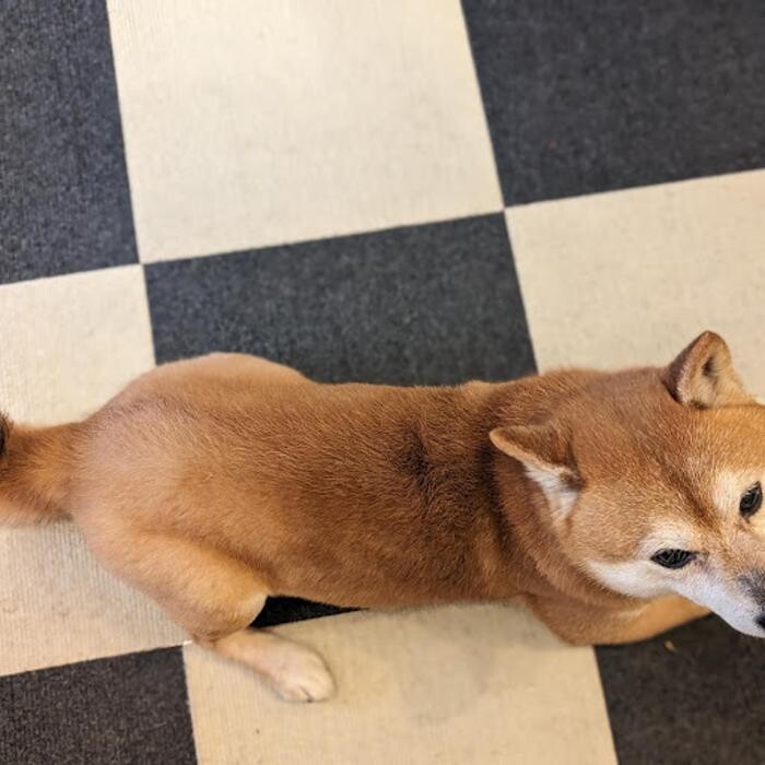 Images gorillaz O2 Box