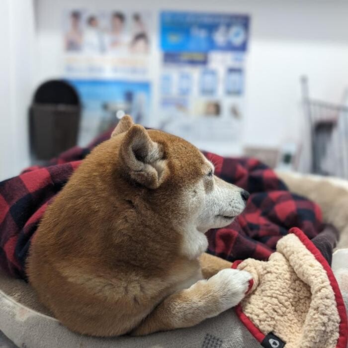 Images gorillaz O2 Box