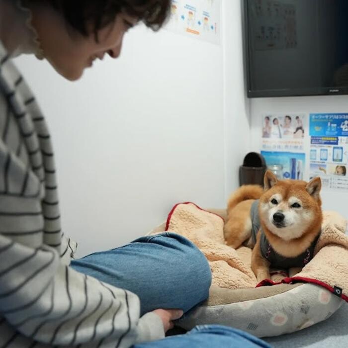 Images gorillaz O2 Box